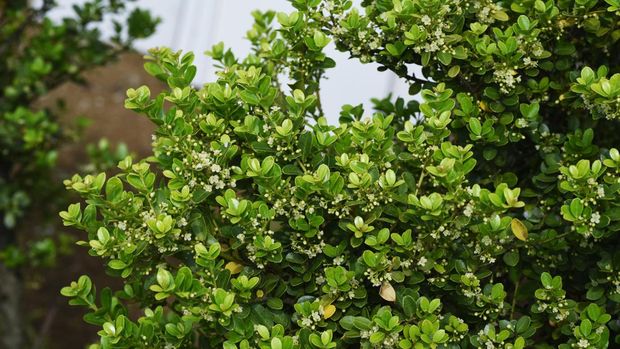 Japanese holly flowers. Aquifoliaceae evergreen shrub.