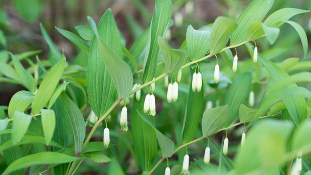 Polygonatum odoratum, Solomon's seal white forest flowers closeup selective focus