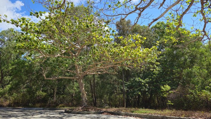 View of Tropical Almond tree or Terminalia Catappa tree with blue sky in the background at Con Son island, Vietnam, in sunny morning.