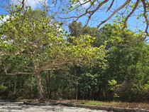 Mau Tanam Pohon Ketapang di Taman Rumah? Perhatikan Hal Ini Dulu