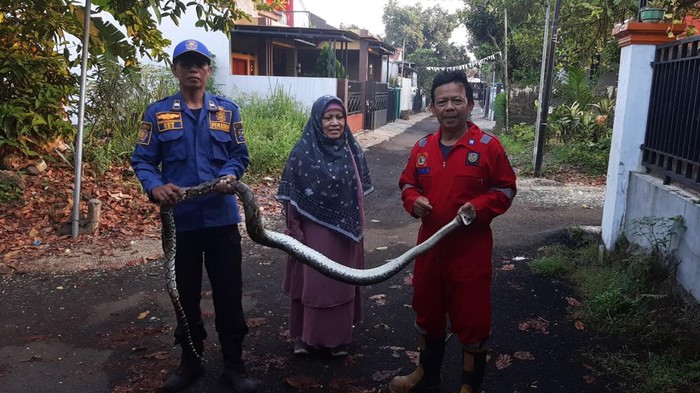 Damkar Bogor evakuasi ular sanca sepanjang 3 meter. (Dok. Damkar Bogor)