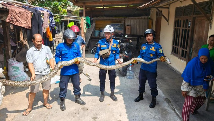 Petugas Damkarmat mengevakuasi seekor ular sanca dengan panjang sekitar 5 meter di Tegalsari, Jomblangan, Banguntapan, Bantul, Jumat (27/9/2024).