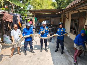 Mak Jegagik! Ular Sanca 5 Meter Muncul di Kolam Ikan Bantul