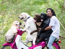 Terpopuler: Pose Menggemaskan Anjing Bersama Tuannya di Atas Motor