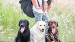 Foto: Lucu Banget Pose Anjing Bonceng Tuannya
