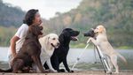 Foto: Lucu Banget Pose Anjing Bonceng Tuannya