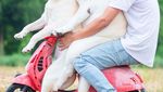 Foto: Lucu Banget Pose Anjing Bonceng Tuannya