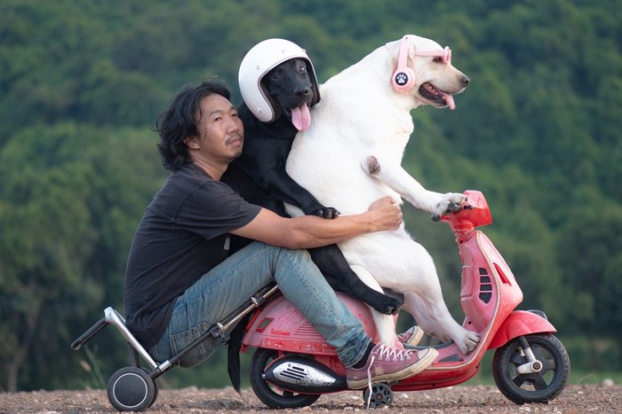 Foto lucu anjing
