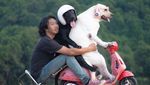 Foto: Lucu Banget Pose Anjing Bonceng Tuannya