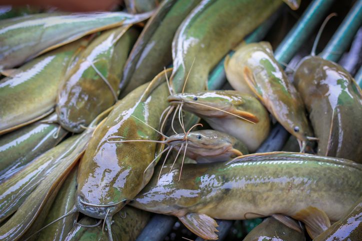 Hukum menggetok kepala ikan dalam Islam