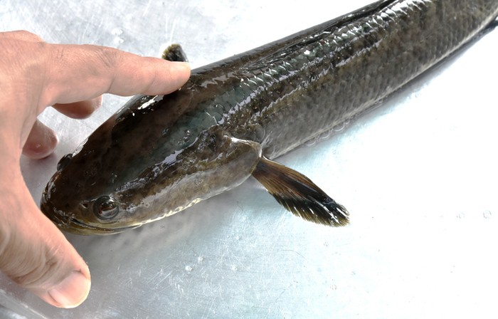 Hukum menggetok kepala ikan dalam Islam