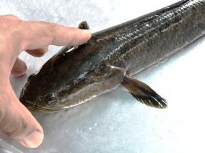 Getok Ikan Hidup Sebelum Dimasak, Apakah Halal Dikonsumsi Muslim?
