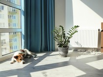 Apa Kata 4 Mazhab tentang Hukum Memelihara Anjing? Ini Penjelasannya