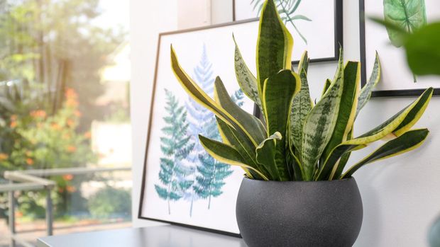 Potted plant and beautiful picture on grey chest of drawers in room, space for text. Interior design