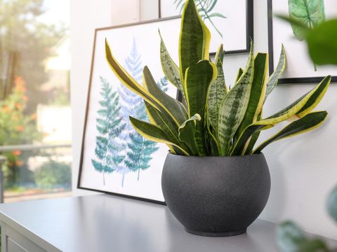 Potted plant and beautiful picture on grey chest of drawers in room, space for text. Interior design
