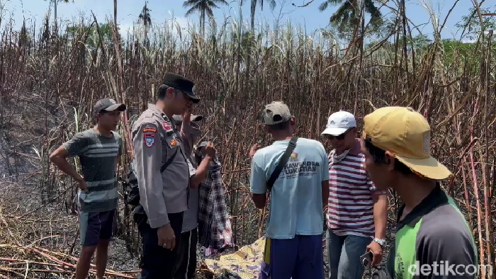 Kebakaran lahan tebu di Lumajang