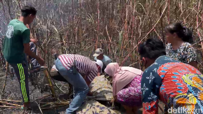 Kebakaran lahan tebu di Lumajang