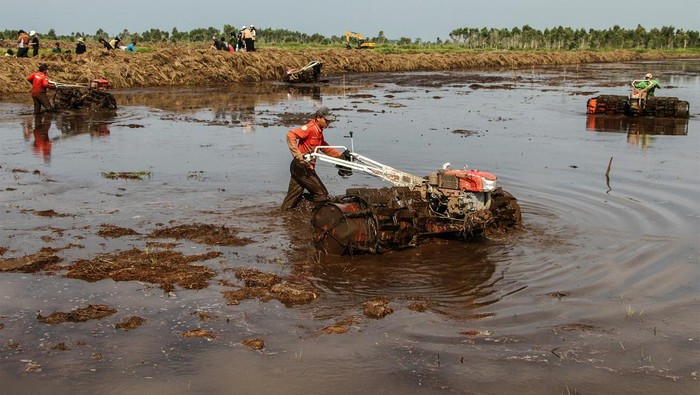 Petani milenial membajak sawah untuk ditanami padi di lumbung pangan (food Estate), Kecamatan Dadahup, Kapuas, Kalimantan Tengah, Jumat (27/9/2024). Kementerian Pertanian menargetkan cetak sawah di Kalimantan Tengah seluas 621,684 hektar dengan target tahun 2026 selesai sebagai upaya meningkatkan produksi padi. ANTARA FOTO/Auliya Rahman/Spt.