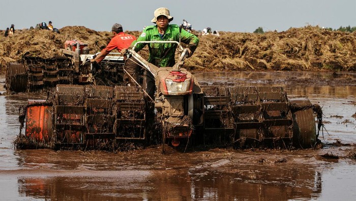 Penampakan Food Estate di Kalteng Lagi Ditanami Padi Petani milenial membajak sawah untuk ditanami padi di lumbung pangan (food Estate), Kecamatan Dadahup, Kapuas, Kalimantan Tengah, Jumat (27/9/2024). Kementerian Pertanian menargetkan cetak sawah di Kalimantan Tengah seluas 621,684 hektar dengan target tahun 2026 selesai sebagai upaya meningkatkan produksi padi. ANTARA FOTO/Auliya Rahman/Spt.