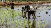 Petani menanam padi di lumbung pangan (food estate), Kecamatan Dadahup, Kapuas, Kalimantan Tengah, Jumat (27/9/2024).