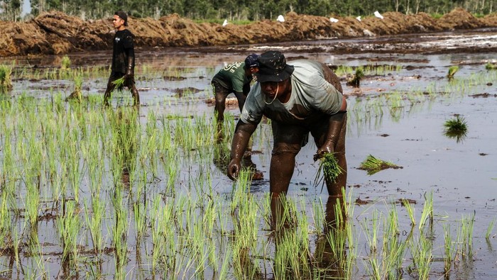 Petani milenial membajak sawah untuk ditanami padi di lumbung pangan (food Estate), Kecamatan Dadahup, Kapuas, Kalimantan Tengah, Jumat (27/9/2024). Kementerian Pertanian menargetkan cetak sawah di Kalimantan Tengah seluas 621,684 hektar dengan target tahun 2026 selesai sebagai upaya meningkatkan produksi padi. ANTARA FOTO/Auliya Rahman/Spt.