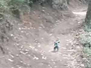 Nasib Terkini Monyet yang Viral Tangannya Diikat di Gunung Punderman