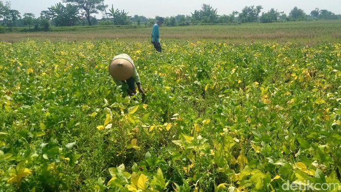 Petani kedelai Desa Temuwangi, Kecamatan Pedan, Klaten, babat tanamannya.