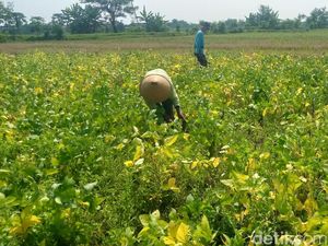 Hujan Deras Bikin Petani Kacang Hijau dan Kedelai di Klaten Pusing