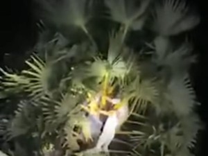 Viral Pria Lansia di Takalar Ditemukan Meninggal di Atas Pohon Lontar