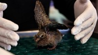 Burung dara muda juga banyak ditemukan sayapnya patah. 