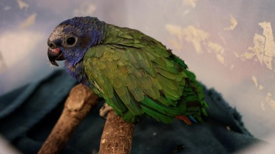 Si Cantik Beo Kepala Biru Terbakar Jambulnya di Hutan Ekuador