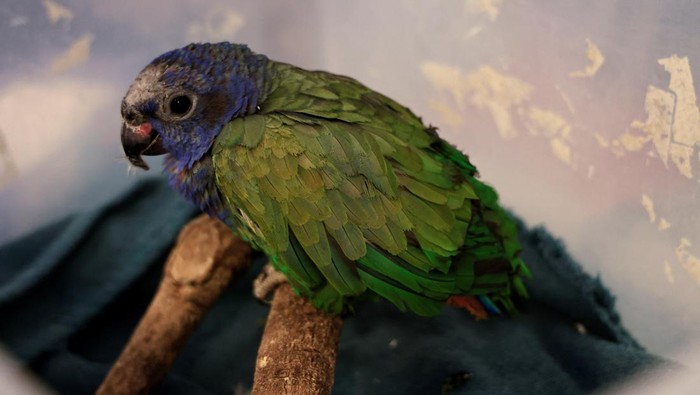 A blue-headed parrot with burned crest and wings is pictured after being rescued from a wildfire, in Quito, Ecuador, September 26, 2024 REUTERS/Karen Toro