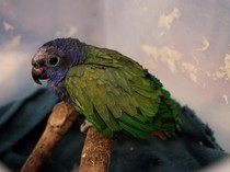 Si Cantik Beo Kepala Biru Terbakar Jambulnya di Hutan Ekuador