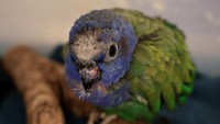 Seekor burung beo berkepala biru dengan jambul dan sayap yang terbakar terlihat di Quito, Ekuador, Kamis (26/9/2024). 