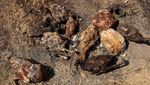 Si Cantik Beo Kepala Biru Terbakar Jambulnya di Hutan Ekuador