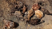 Selain itu banyak burung lainnya menjadi korban ganasnya kebakaran hutan. 