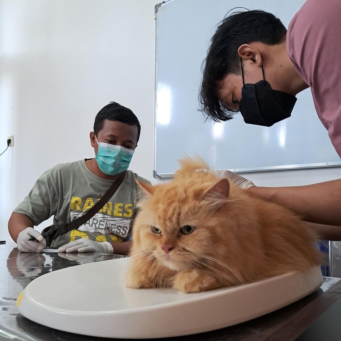 vaksinasi rabies di banyuwangi