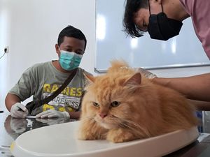 Pertahankan Kasus Rabies Zero, Banyuwangi Rutin Gelar Vaksinasi