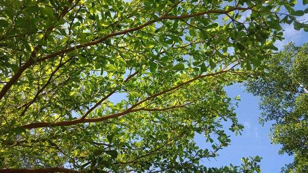 Ketapang kencana or Terminalia mantaly trees at the park. Nature background