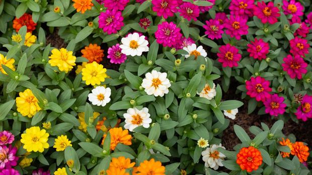 Zinnia flower in the garden