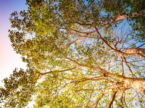 Giant stem of pterocarpus indicus tree against sun on summer day.