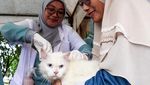 Begini Ekspresi Kucing Saat Divaksinasi Rabies