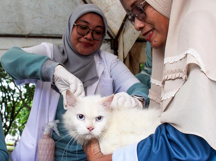 Begini Ekspresi Kucing Saat Divaksinasi Rabies