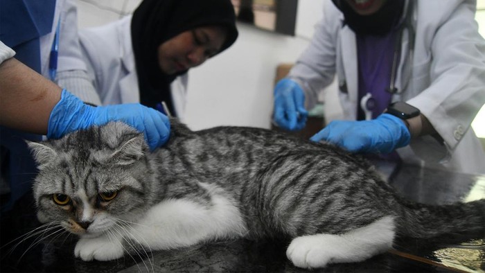 Dokter hewan menyuntikkan vaksin rabies ke seekor kucing di Kota Bogor, Jawa Barat, Sabtu (28/9/2024). Kegiatan vaksinasi rabies gratis yang diselenggarakan Dinas Ketahanan Pangan dan Pertanian Kota Bogor bersama Badan Standardisasi Instrumen Pertanian Kementan tersebut dalam rangka memperingati Hari Rabies Sedunia 2024 dengan menyediakan 500 dosis vaksin untuk melindungi populasi hewan peliharaan dan mengurangi risiko penularan penyakit rabies kepada manusia. ANTARA FOTO/Arif Firmansyah