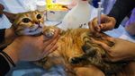 Begini Ekspresi Kucing Saat Divaksinasi Rabies