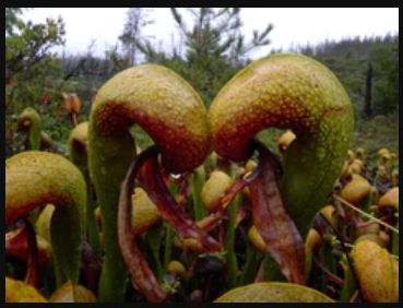 bunga lili kobra Darlingtonia californica.