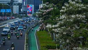 Potret Cantiknya Tabebuya Bermekaran di Jalan Sudirman Jakarta