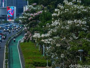 Potret Cantiknya Tabebuya Bermekaran di Jalan Sudirman Jakarta