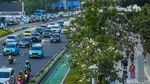 Potret Cantiknya Tabebuya Bermekaran di Jalan Sudirman Jakarta
