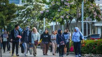 Kepala Dinas Pertamanan dan Hutan Kota Provinsi DKI Jakarta Bayu Meghantara mengatakan bunga pohon tabebuya kini sudah ditanam di kawasan Thamrin Sudirman dan Kemang. Pohon tersebut nantinya juga akan ditanam di Senen Kramat Raya. Rifkianto Nugroho/detikcom